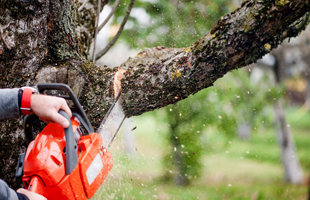 Tree Surgeons Chelmsford