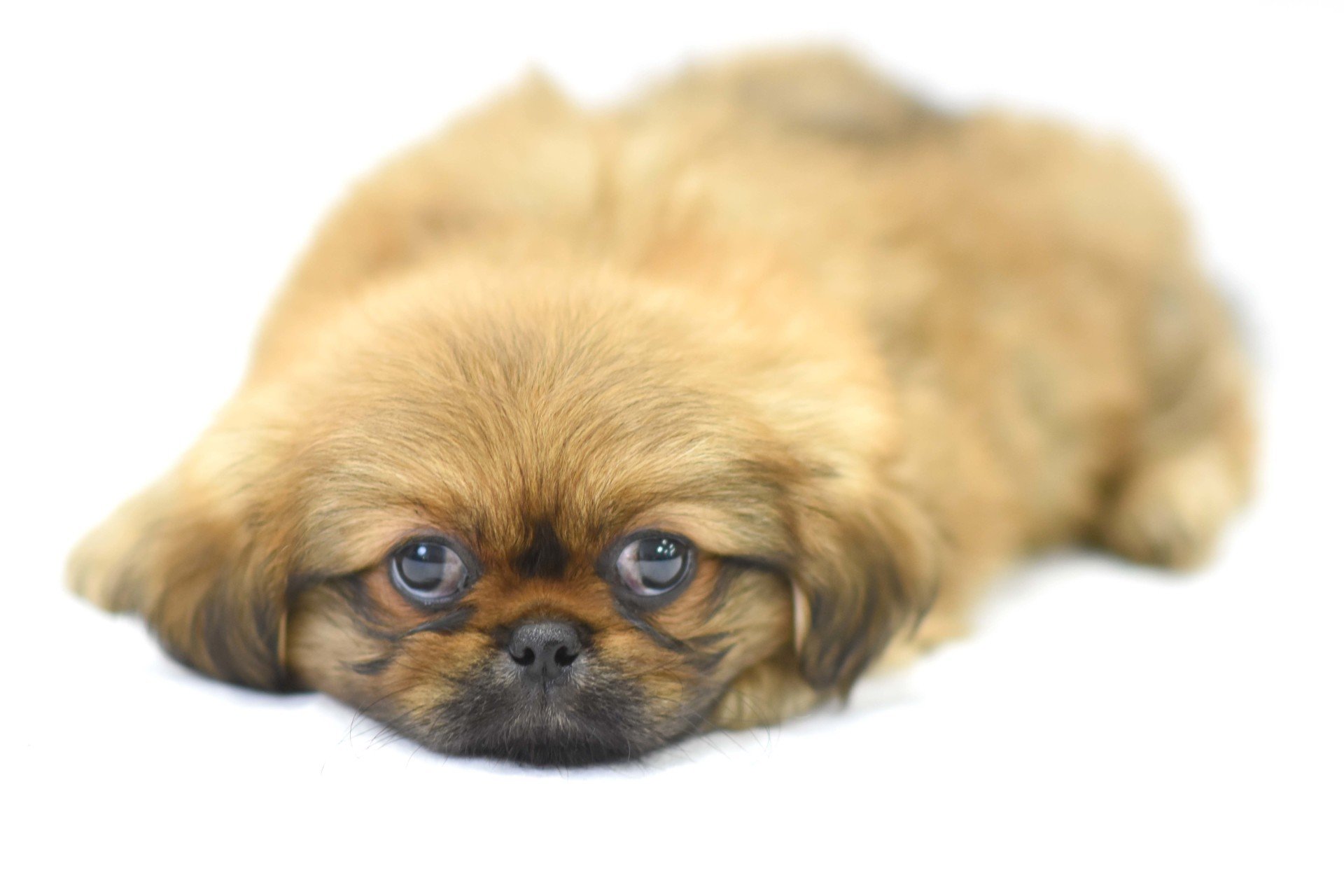 PEKINGESE PUG