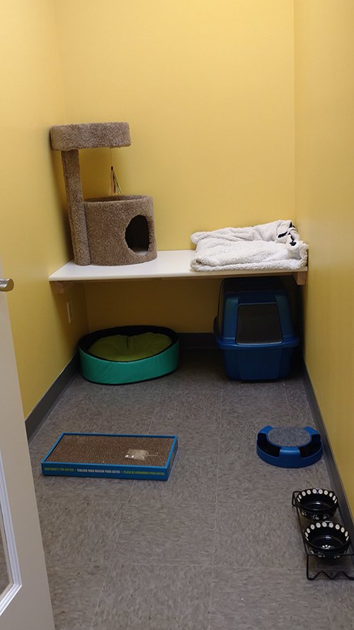 Cat Boarding Services Cageless Boarding Omaha, NE