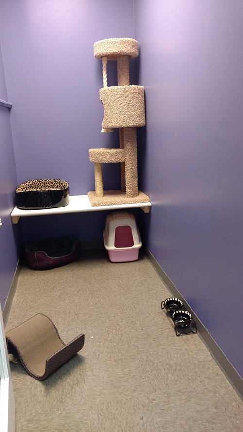 Cat Boarding Services Cageless Boarding Omaha, NE