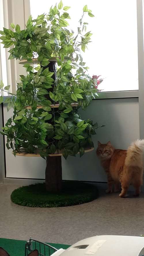 Cat Boarding Services Cageless Boarding Omaha, NE