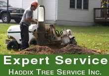 Stump Grinding - Loveland, OH - Haddix Tree Service Inc. - Stump Removal Stump Grinding - Loveland, OH - Haddix Tree Service Inc.