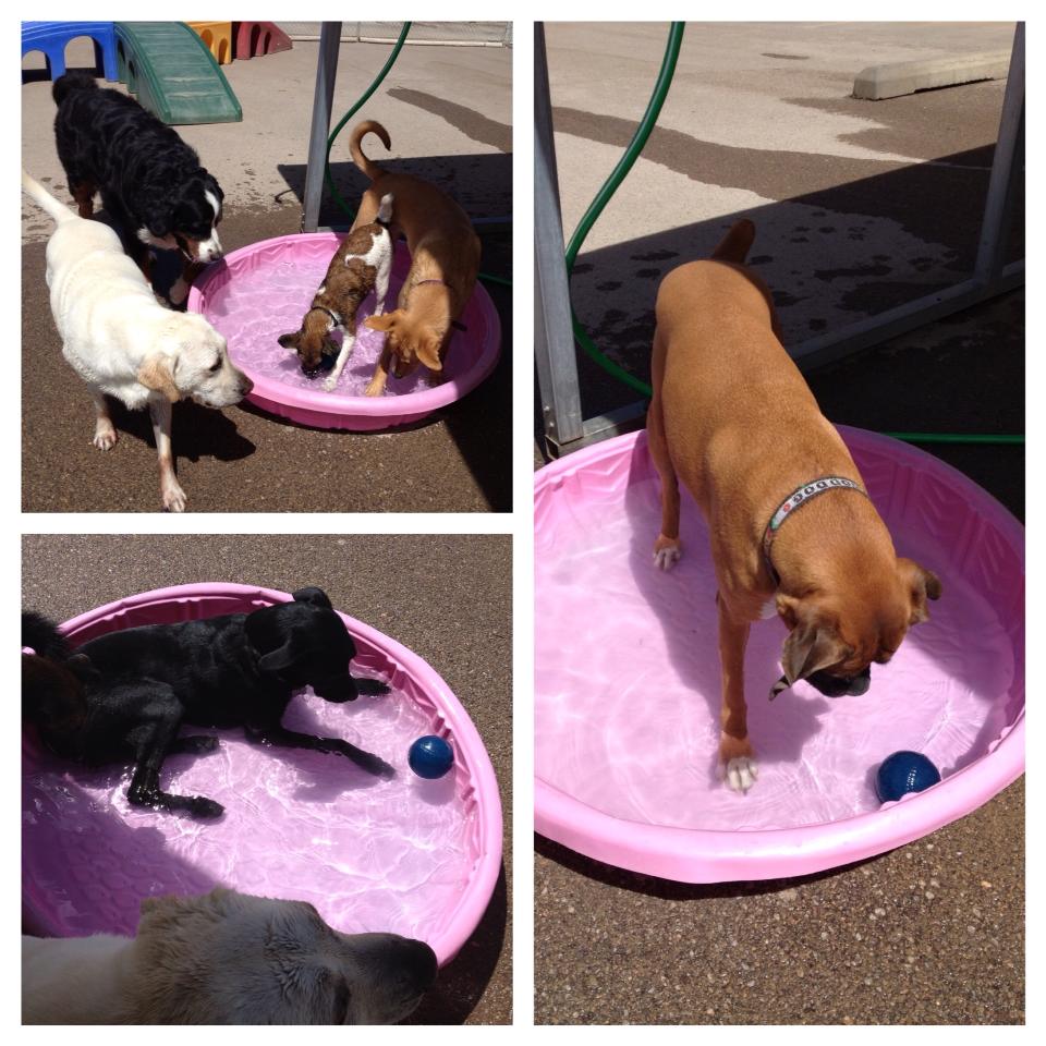 Caring Paws Doggie Day Care Photo Gallery Albuquerque, NM