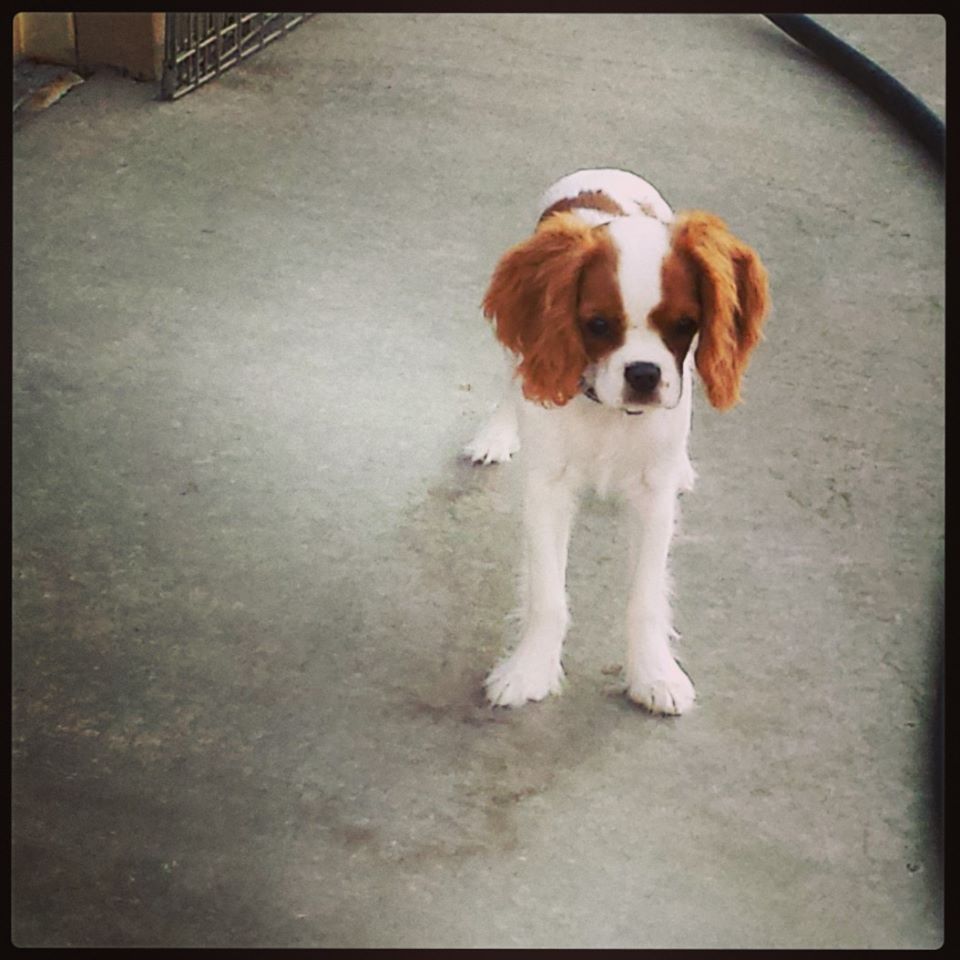 Caring Paws Doggie Day Care Photo Gallery Albuquerque, NM