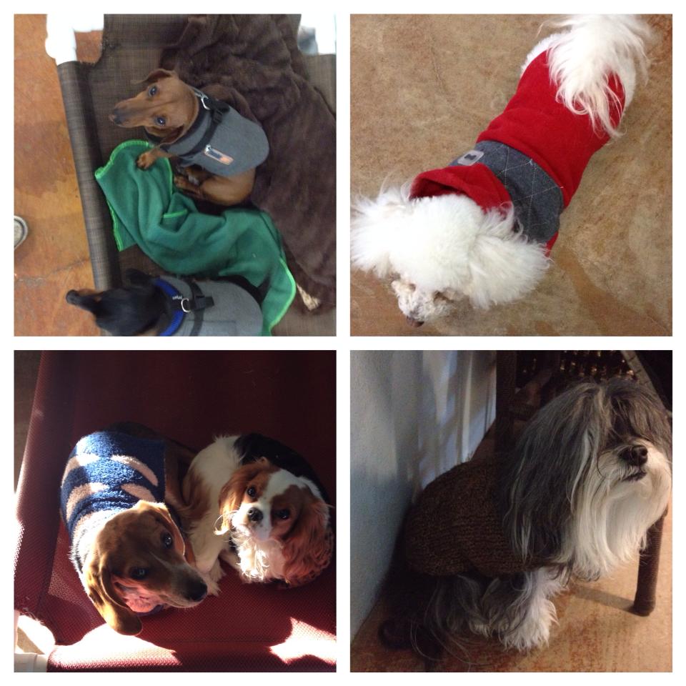 Caring Paws Doggie Day Care Photo Gallery Albuquerque, NM