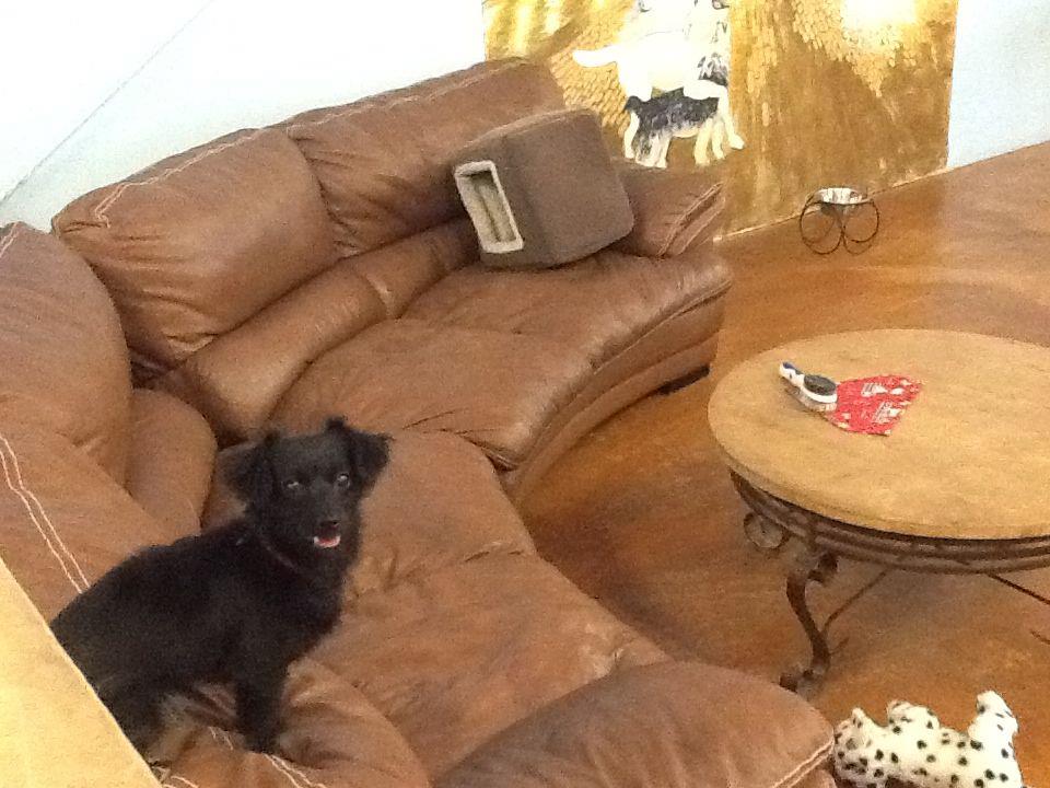 Caring Paws Doggie Day Care Photo Gallery Albuquerque, NM