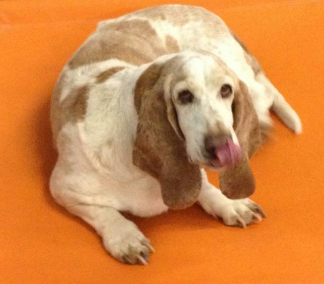 Caring Paws Doggie Day Care Photo Gallery Albuquerque, NM