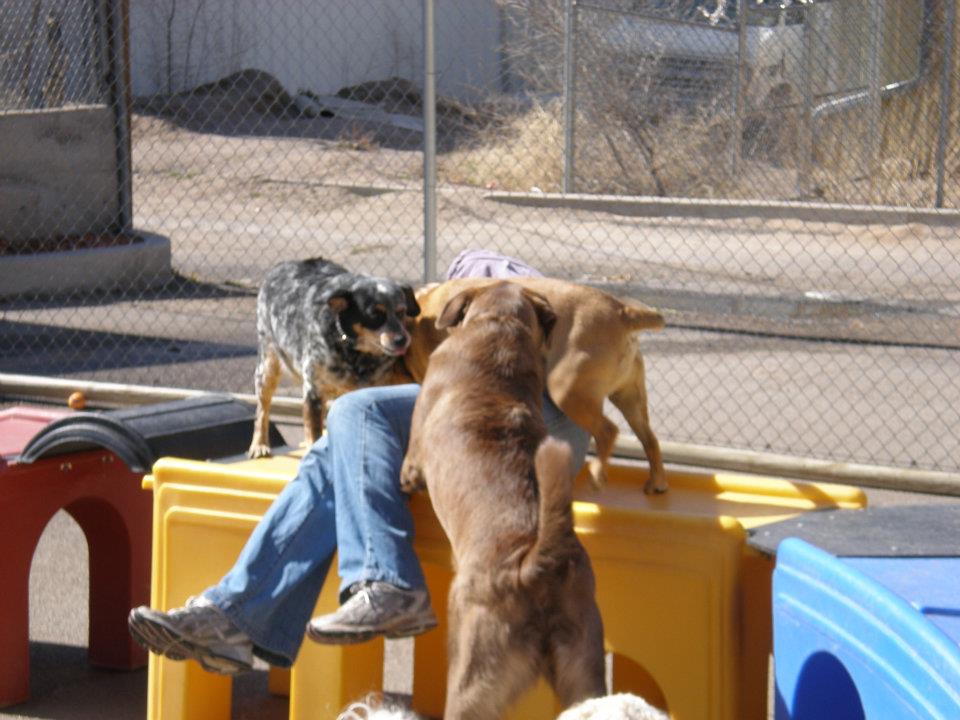 Caring Paws Doggie Day Care Photo Gallery Albuquerque, NM