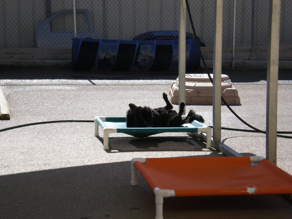 Caring Paws Doggie Day Care Photo Gallery Albuquerque, NM