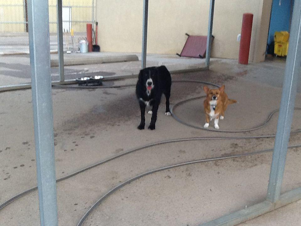 Caring Paws Doggie Day Care Photo Gallery Albuquerque, NM
