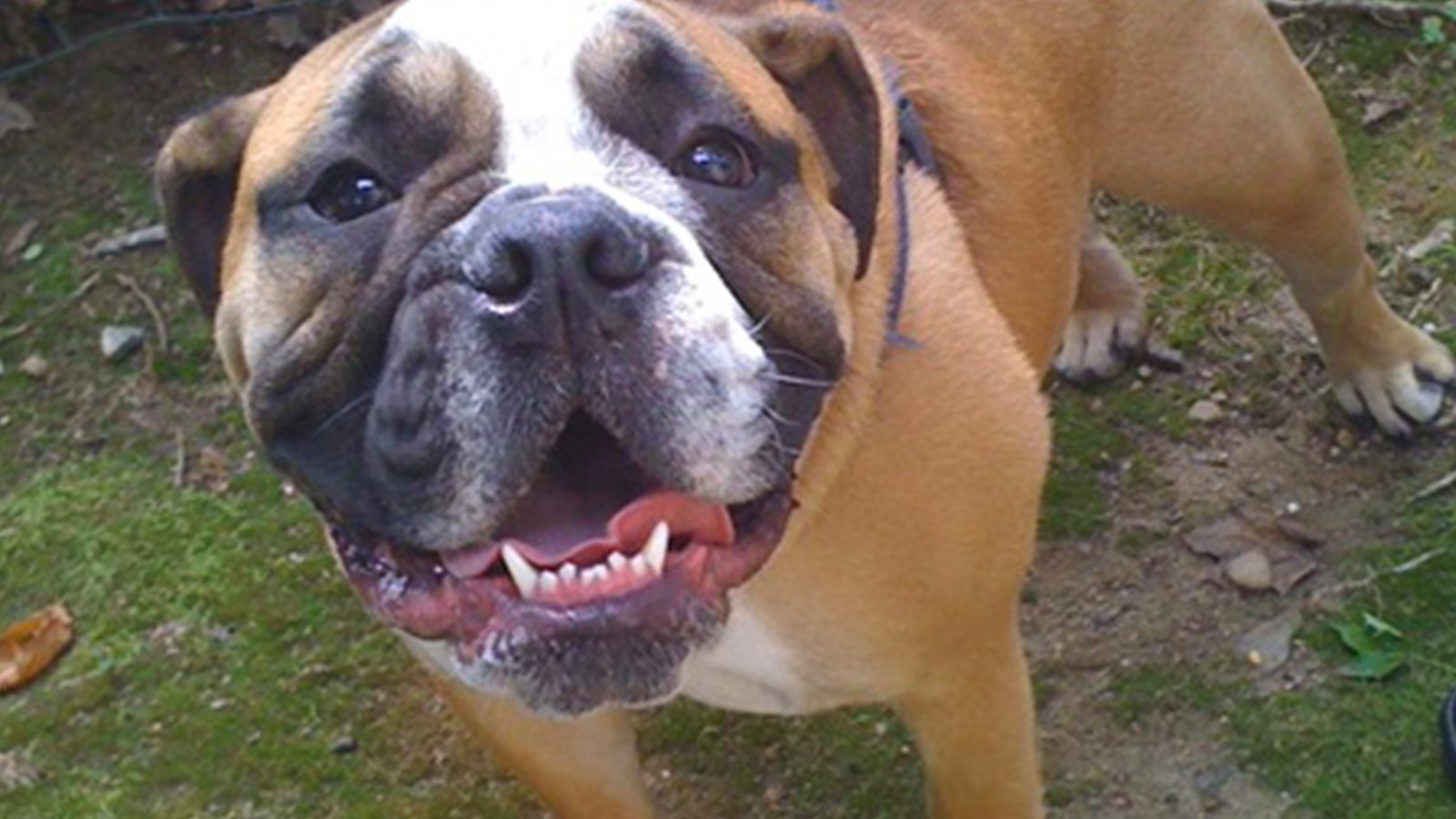 Dobbs Ferry Animal Hospital P.C. Veterinarians Dobbs Ferry