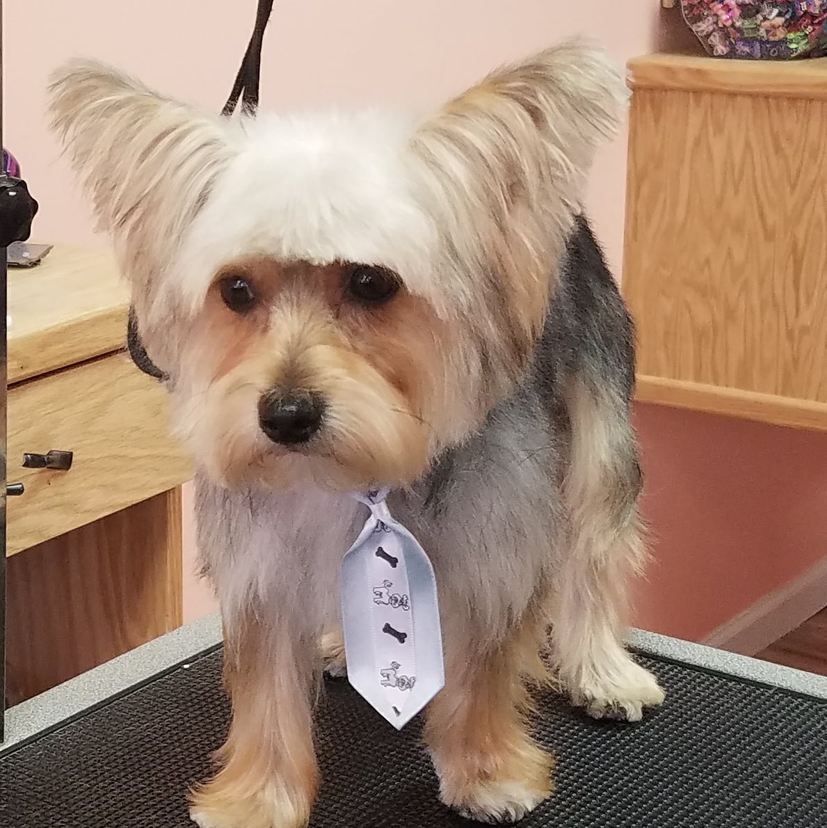 dog house pet salon dog house pet salon