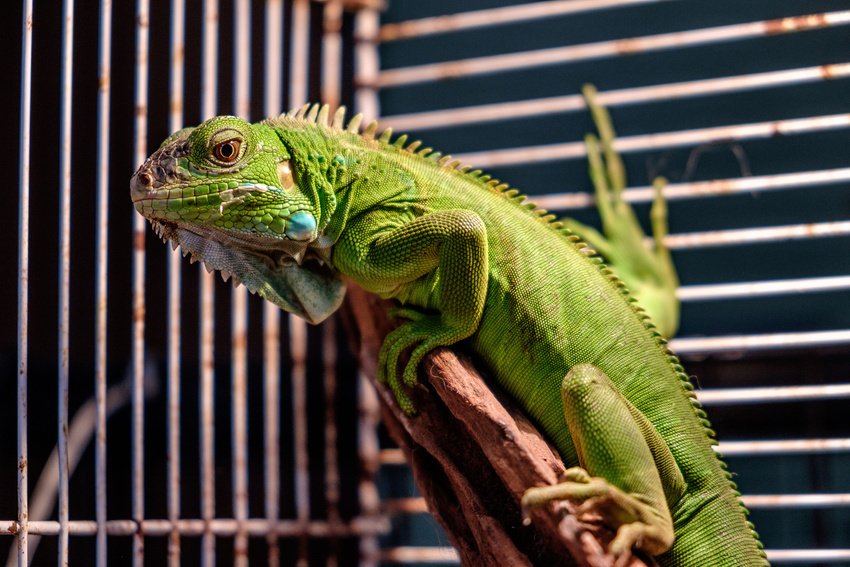 Exotic Pet Care Animal Clinic Danville, PA