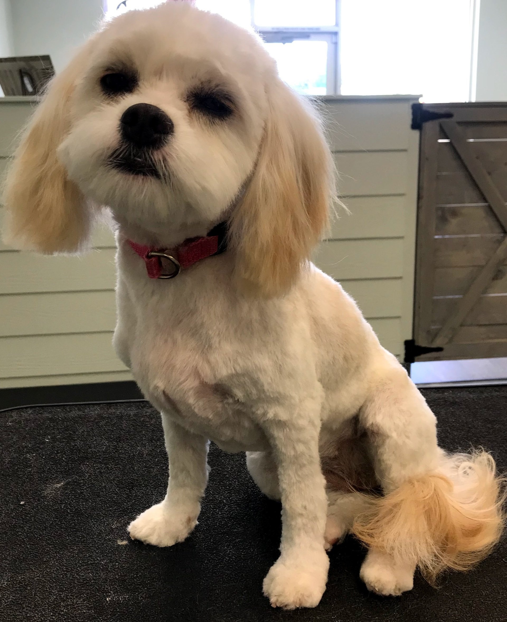 Weymouths Dog Grooming Answer To Every Pawblem - rxl9gb4