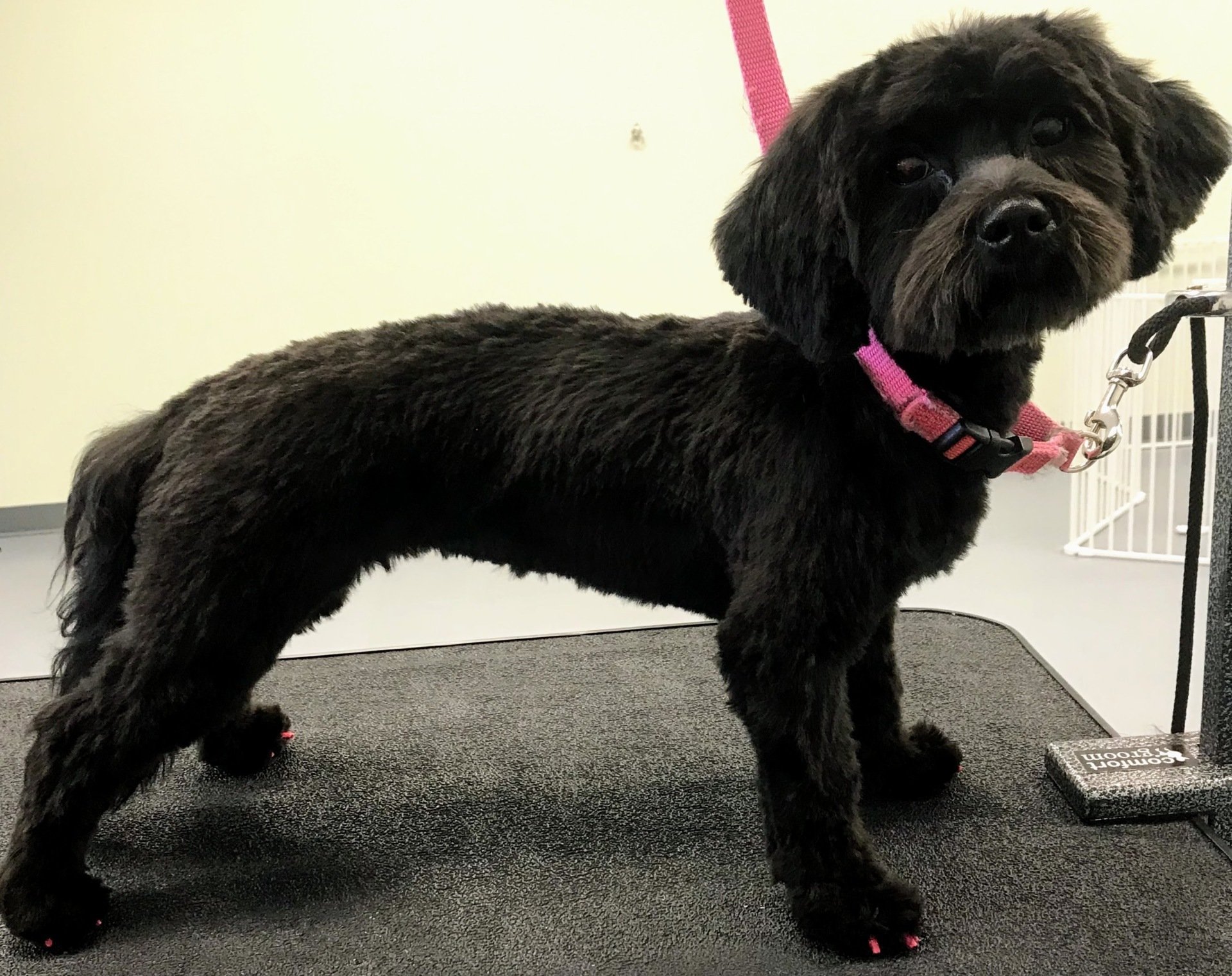 The Royal S'paw Pet Groomer Meridian, ID