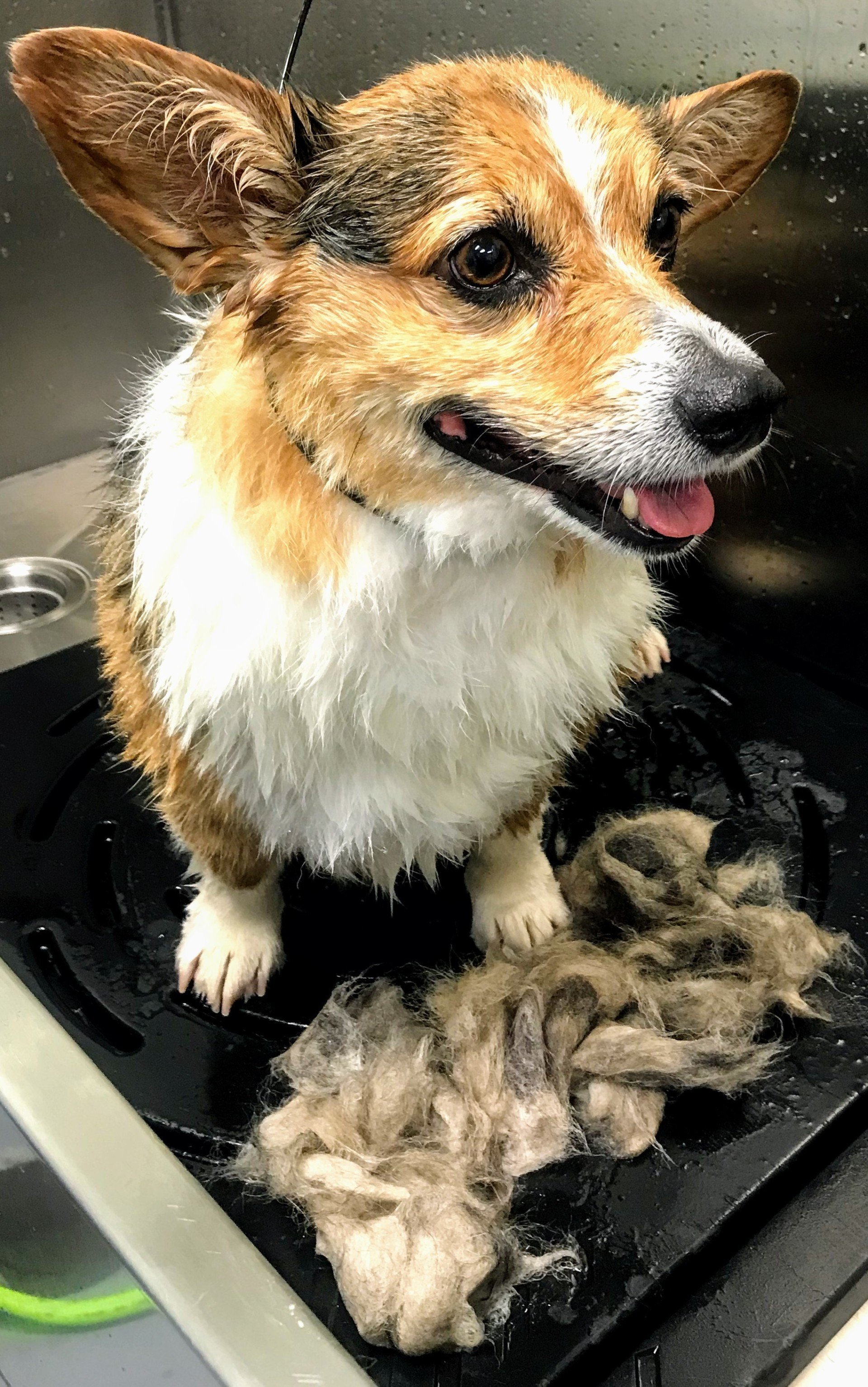 The Royal S'paw Pet Groomer Meridian, ID