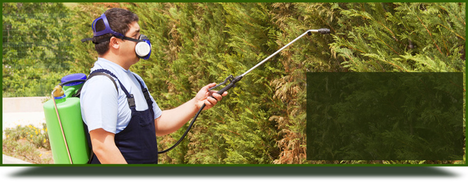 Tree Pest Control | Paris, TX - Dusenberry Tree Service