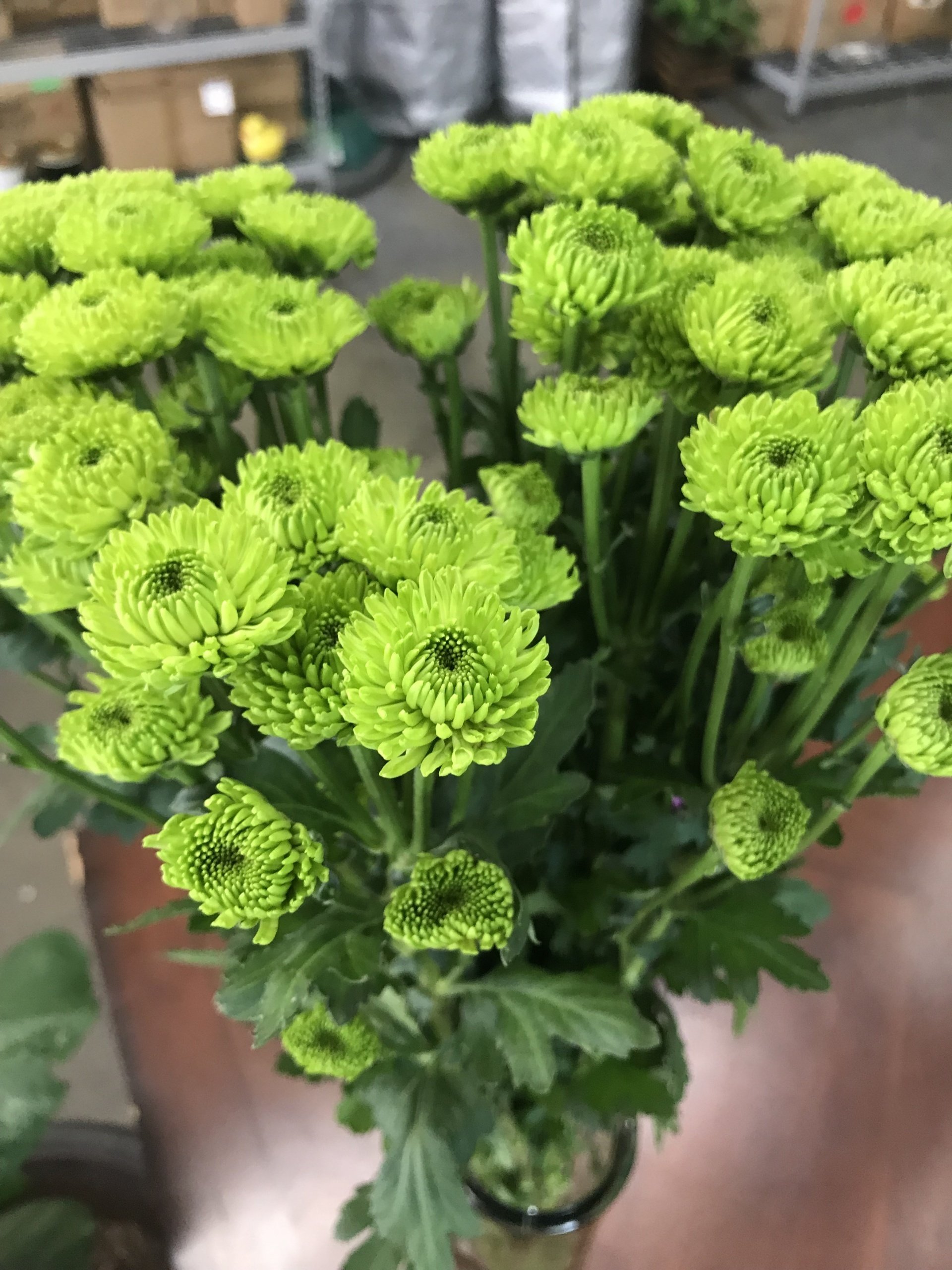 American Wholesale Flowers Flower Shop Chula Vista, CA