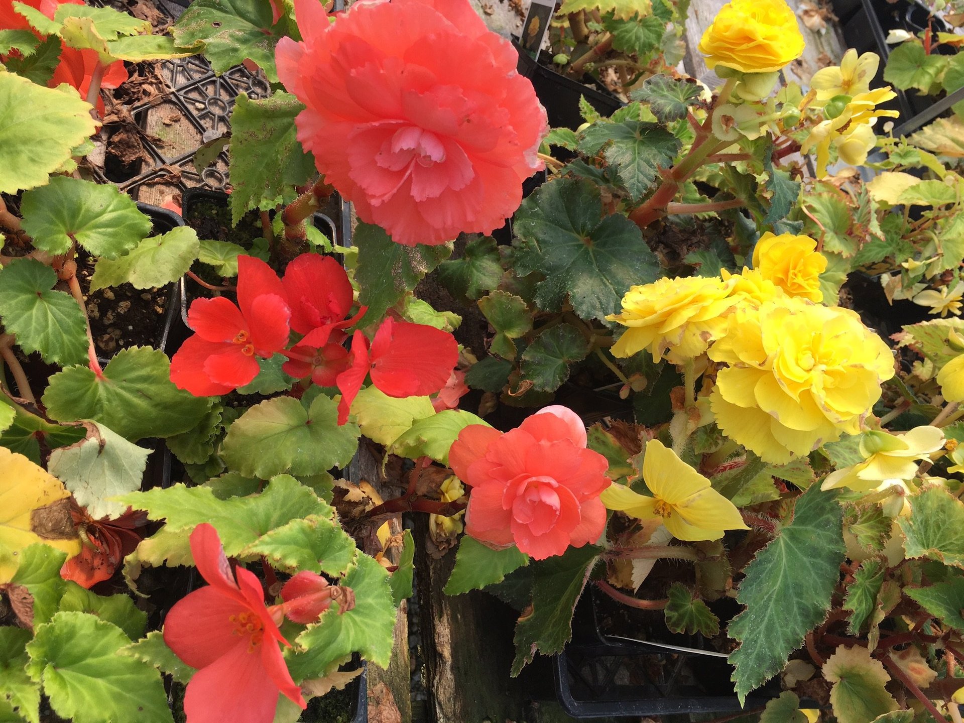 Edgewood Nursery & Garden Trees Edgewood, WA