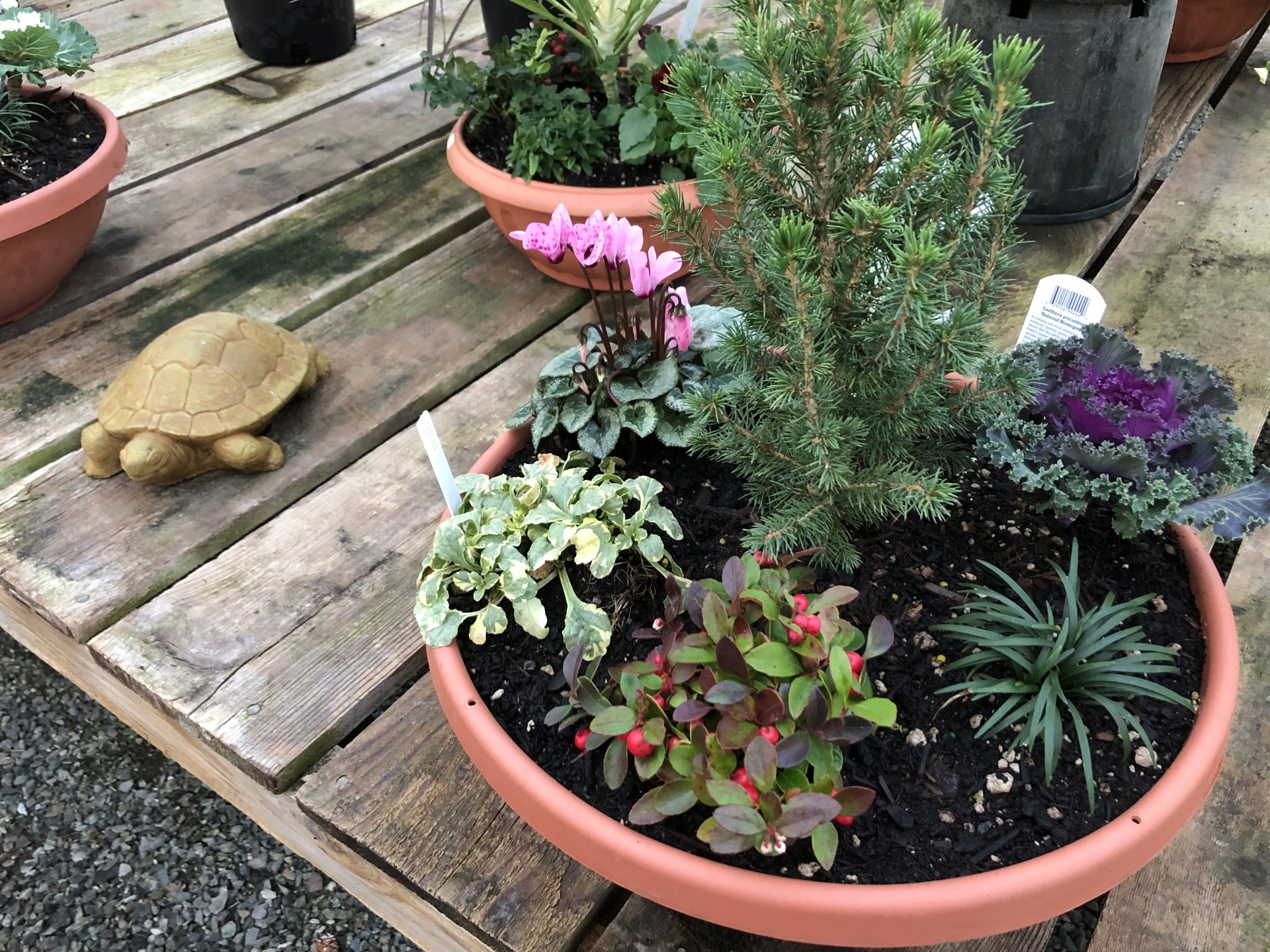 Perennials Annuals Edgewood, WA