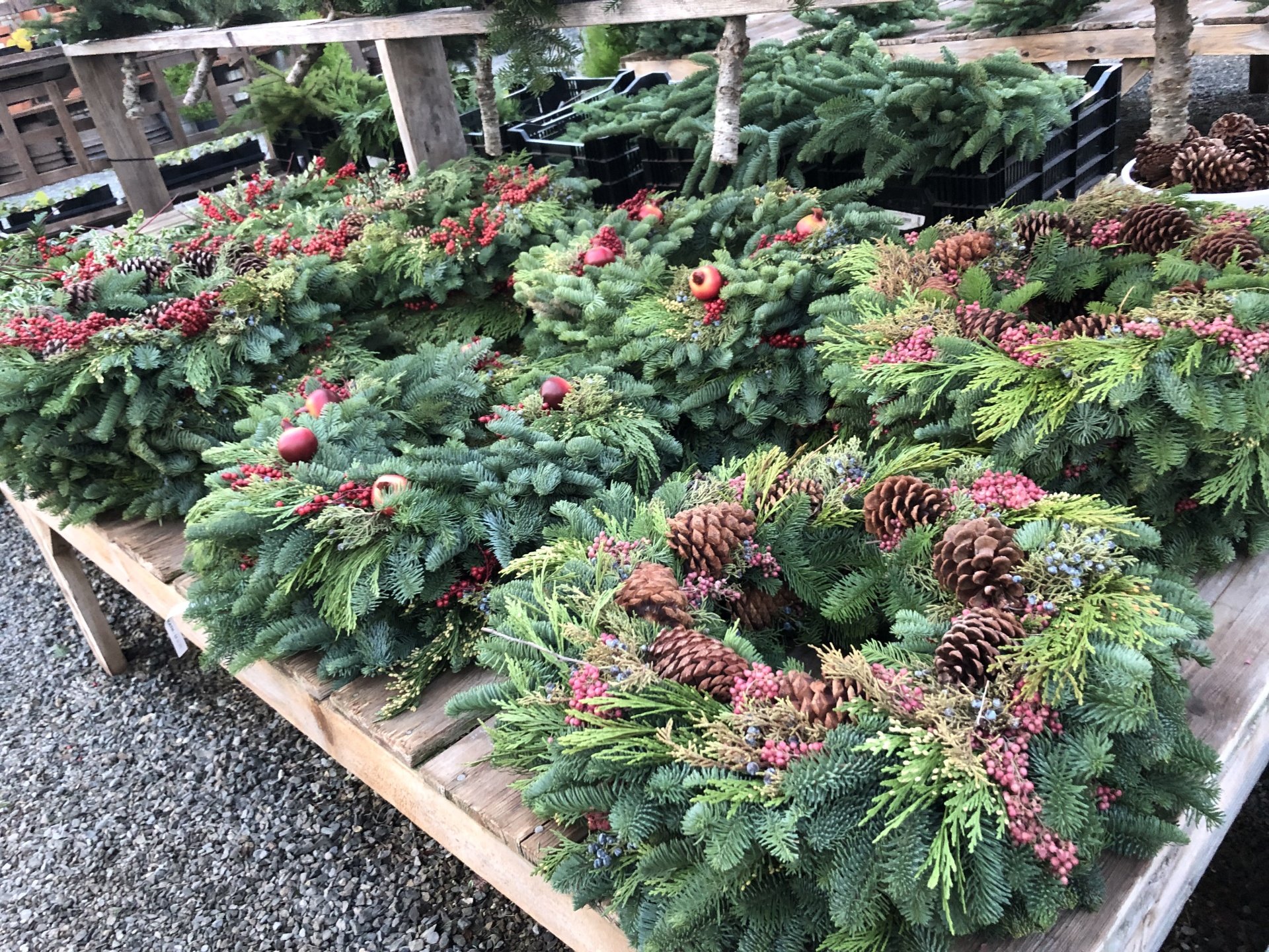 Perennials Annuals Edgewood, WA