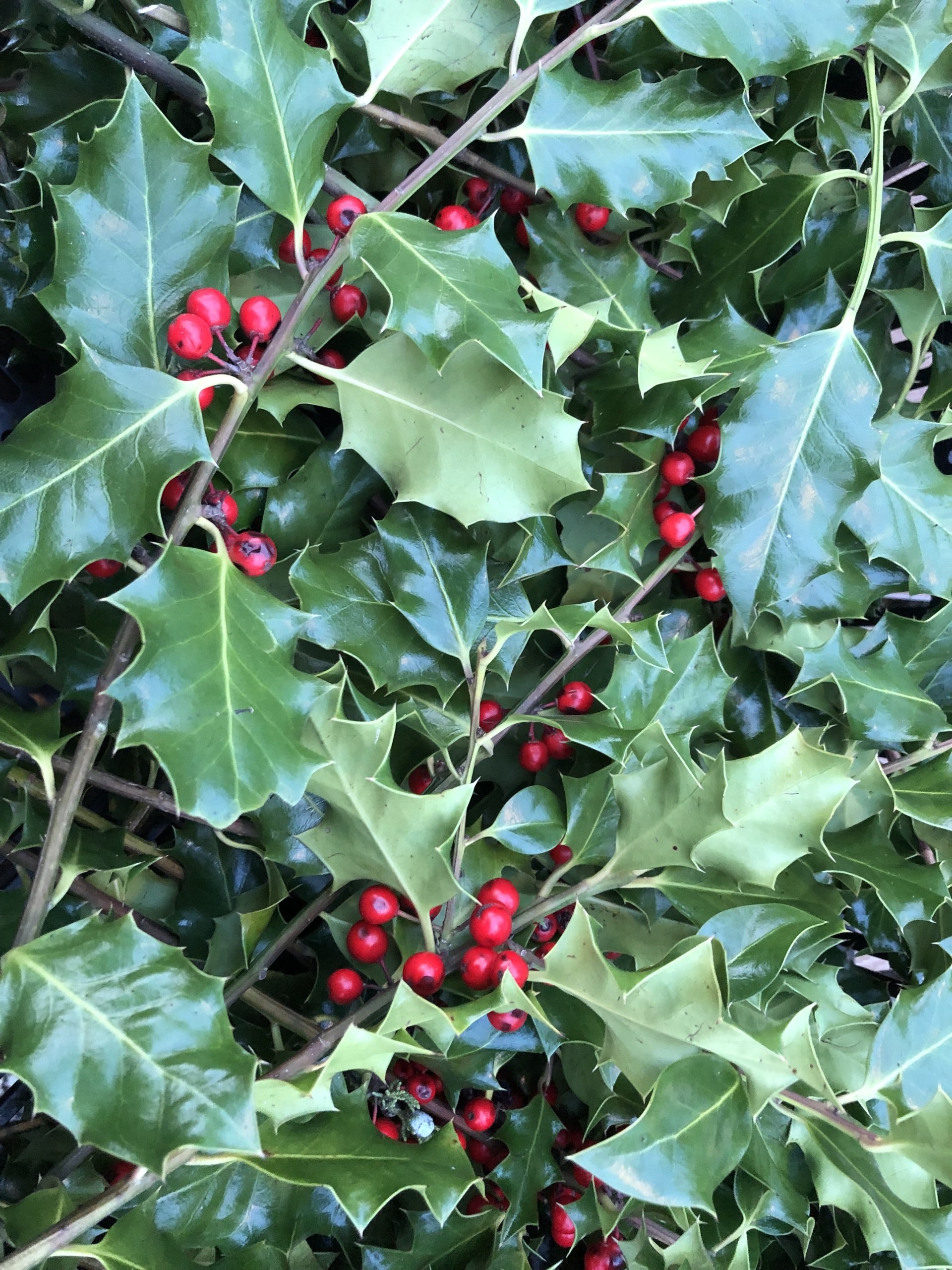 Perennials Annuals Edgewood, WA