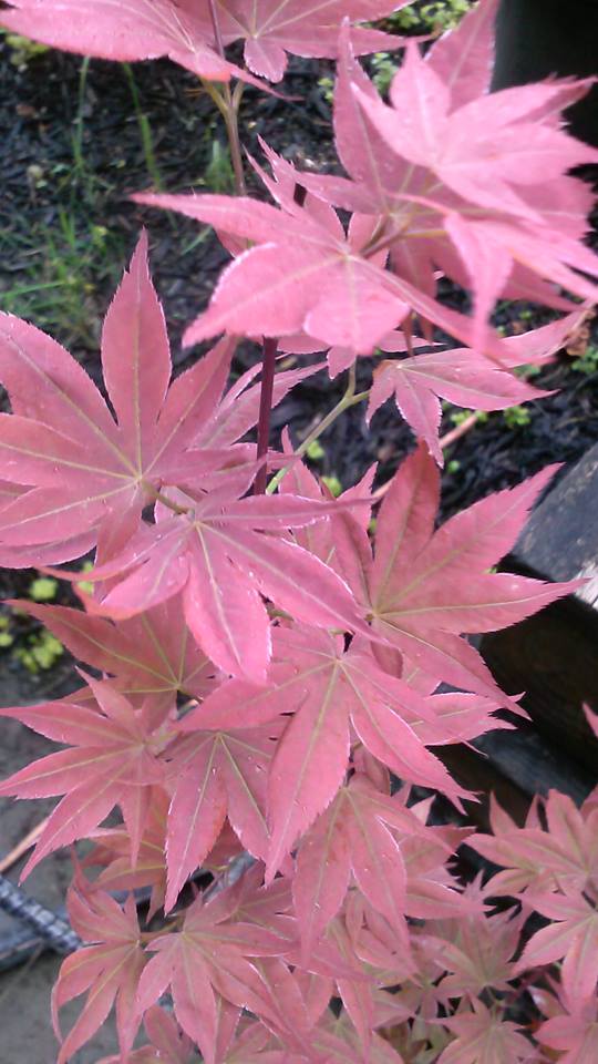 Residential Lawn Care Commercial Lawn Care Hoschton, GA