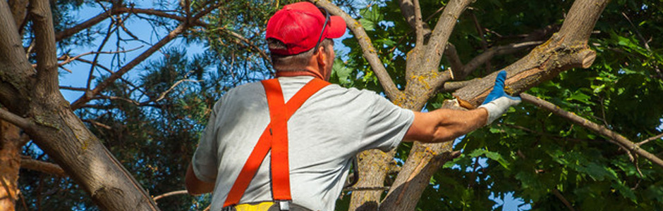 Tree Services Tree Removal Services Luzerne County
