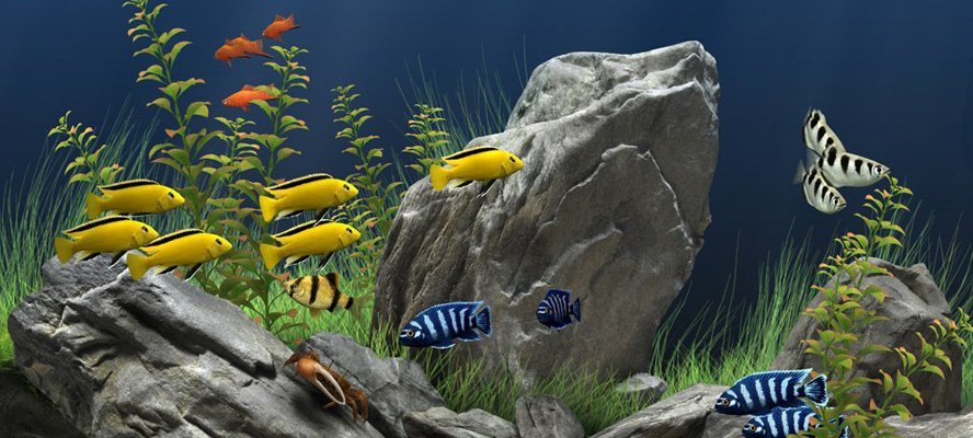 freshwater fish aquarium maintenance