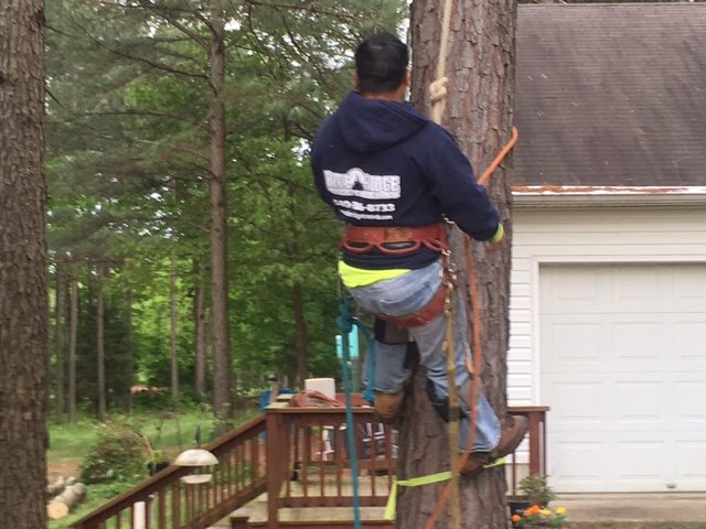 Blue Ridge Tree Man Blue Ridge Tree Experts Gallery | Spotsylvania, VA