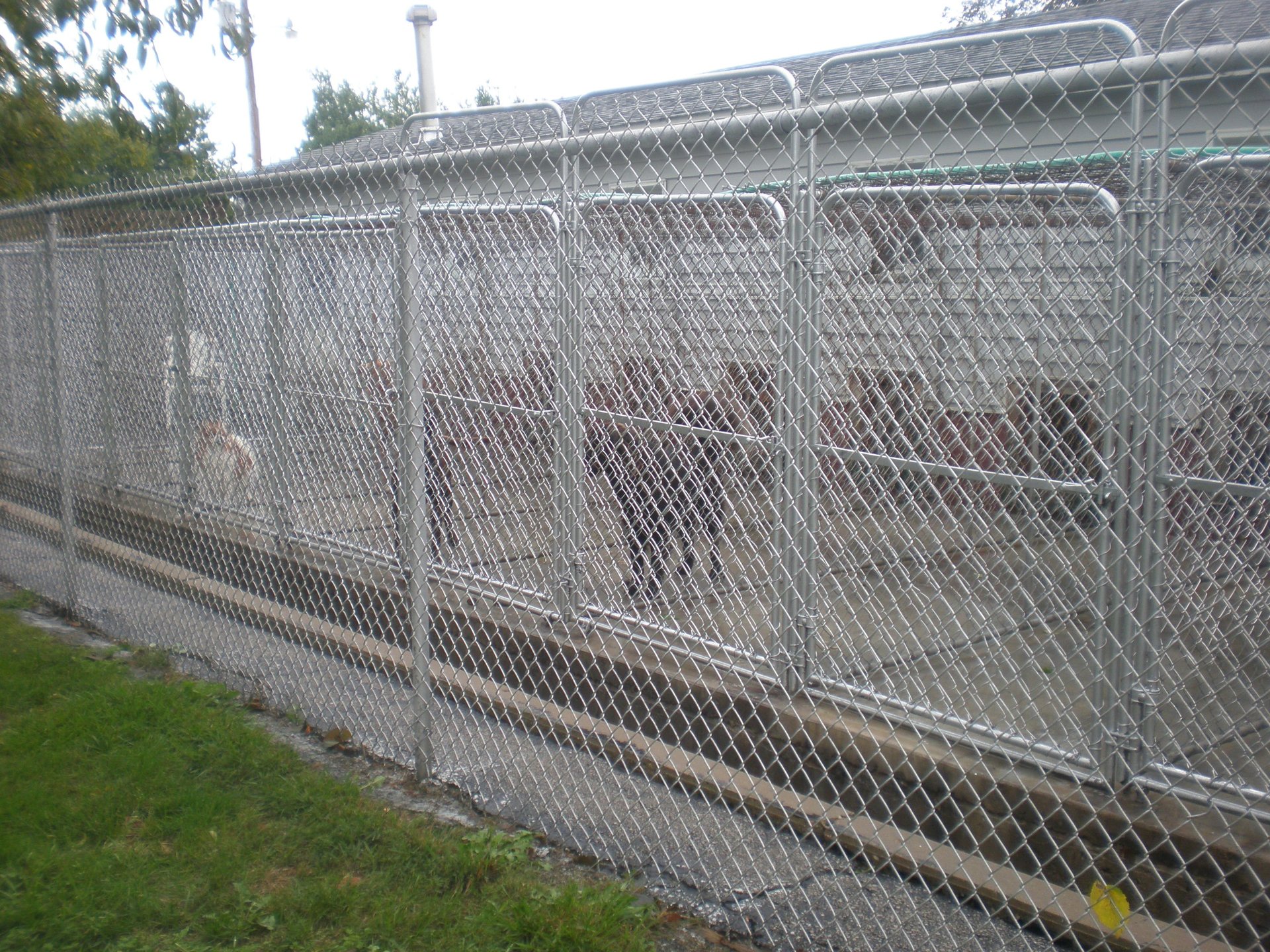 Blackstone Kennels Photo Gallery Charleston, IL