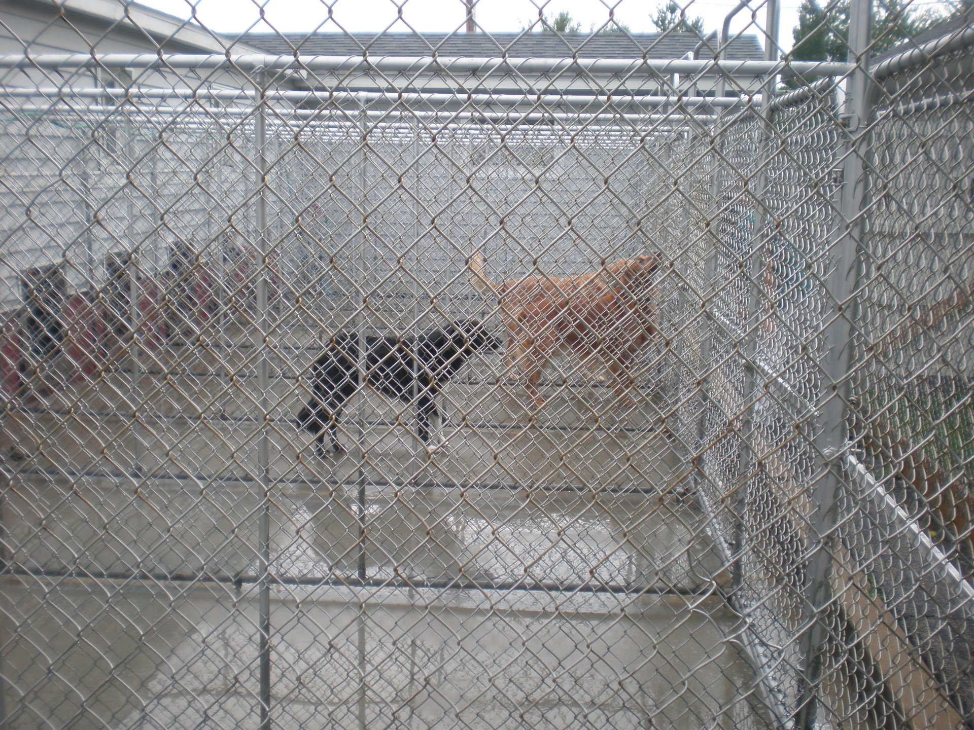 Blackstone Kennels Photo Gallery Charleston, IL