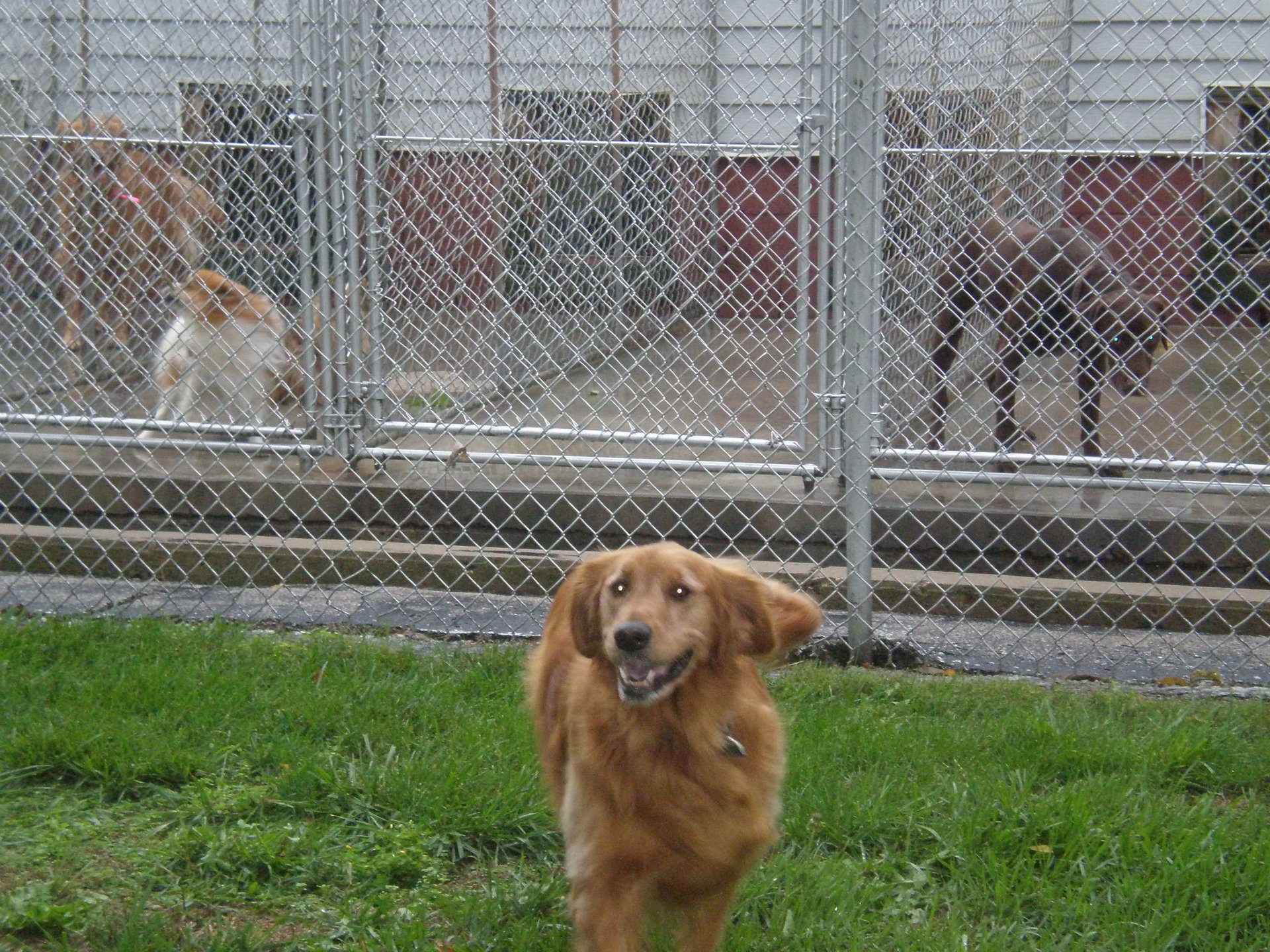Blackstone Kennels Pet Boarding Charleston, IL