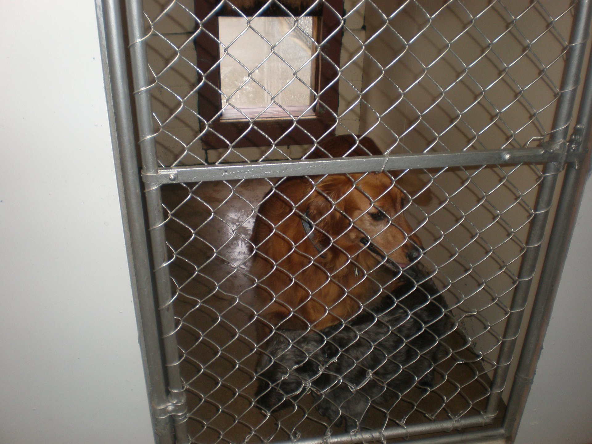 Blackstone Kennels Photo Gallery Charleston, IL