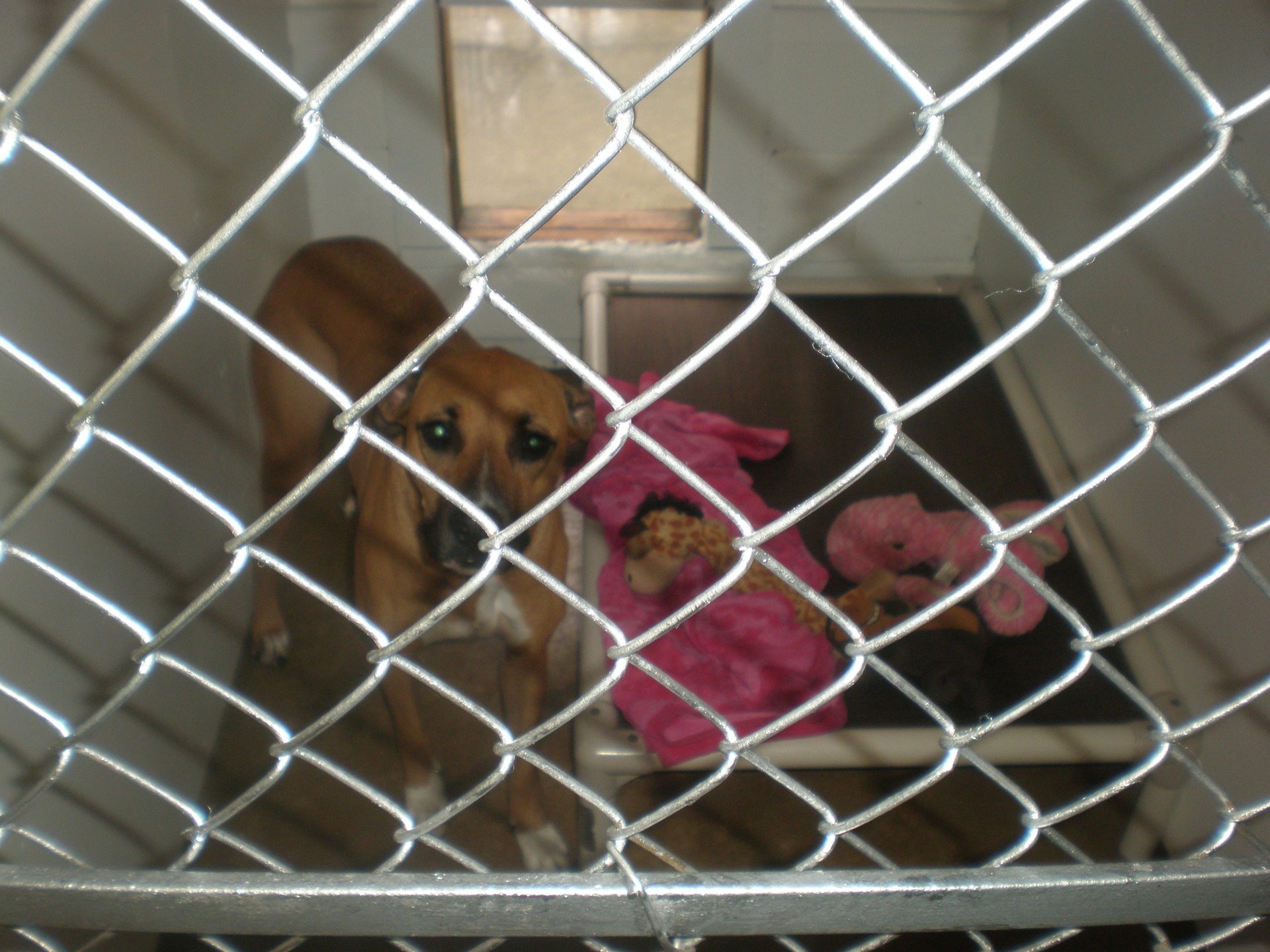 Blackstone Kennels Photo Gallery Charleston, IL