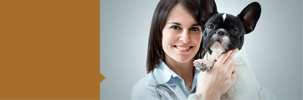 Pet Surgery Jonesboro Ar Woodsprings Animal Clinic