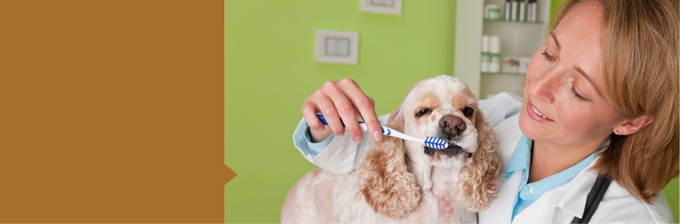 Vet Dental Care Jonesboro Ar Woodsprings Animal Clinic