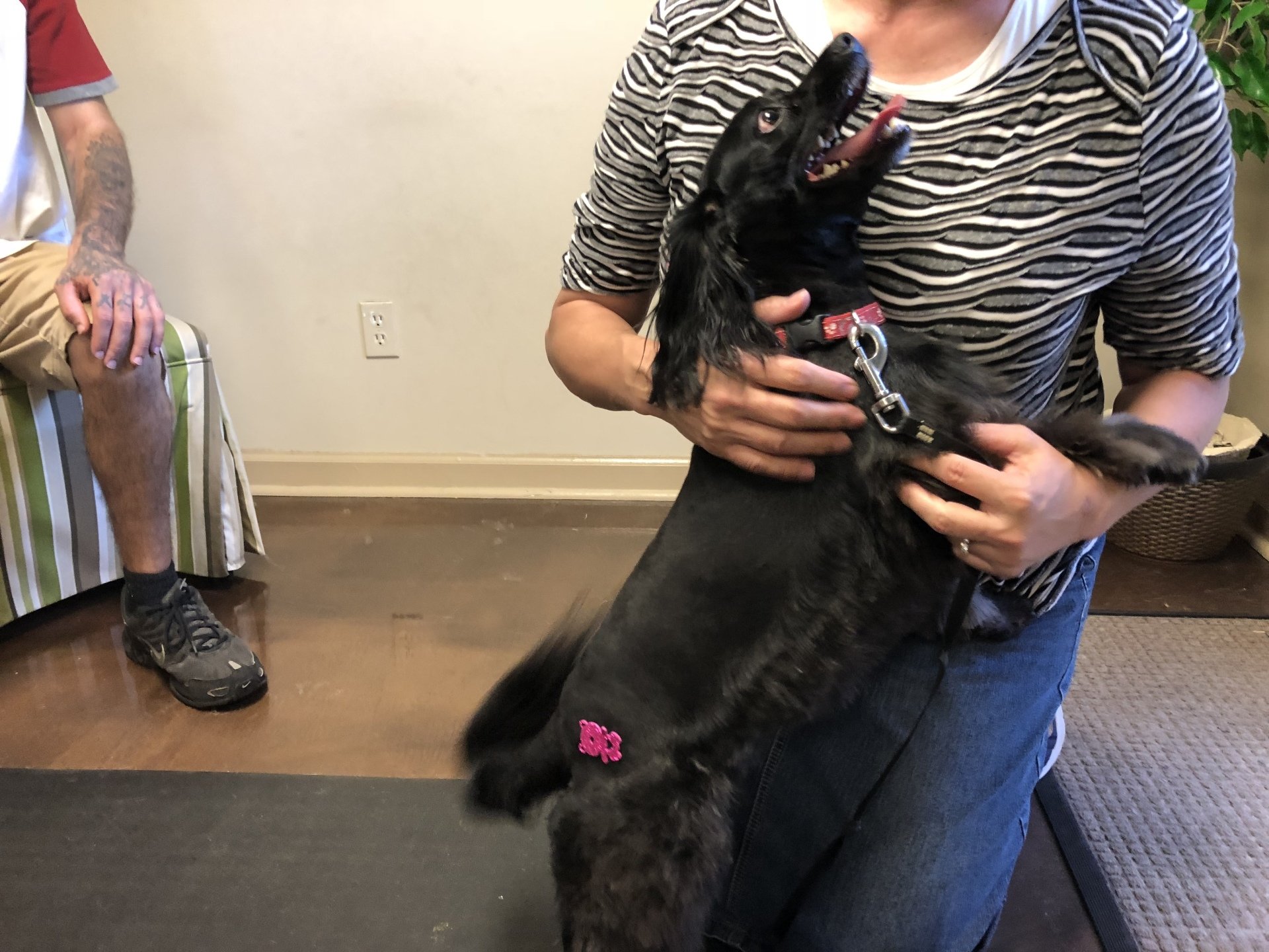 About Animal Friends Pet Care Panama City, FL Dog Grooming