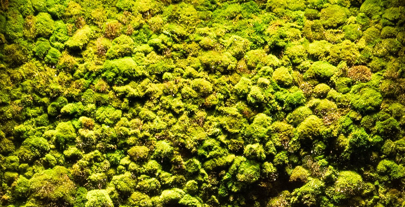 Important Facts LIVE Moss Wellness Walls Honesdale, PA