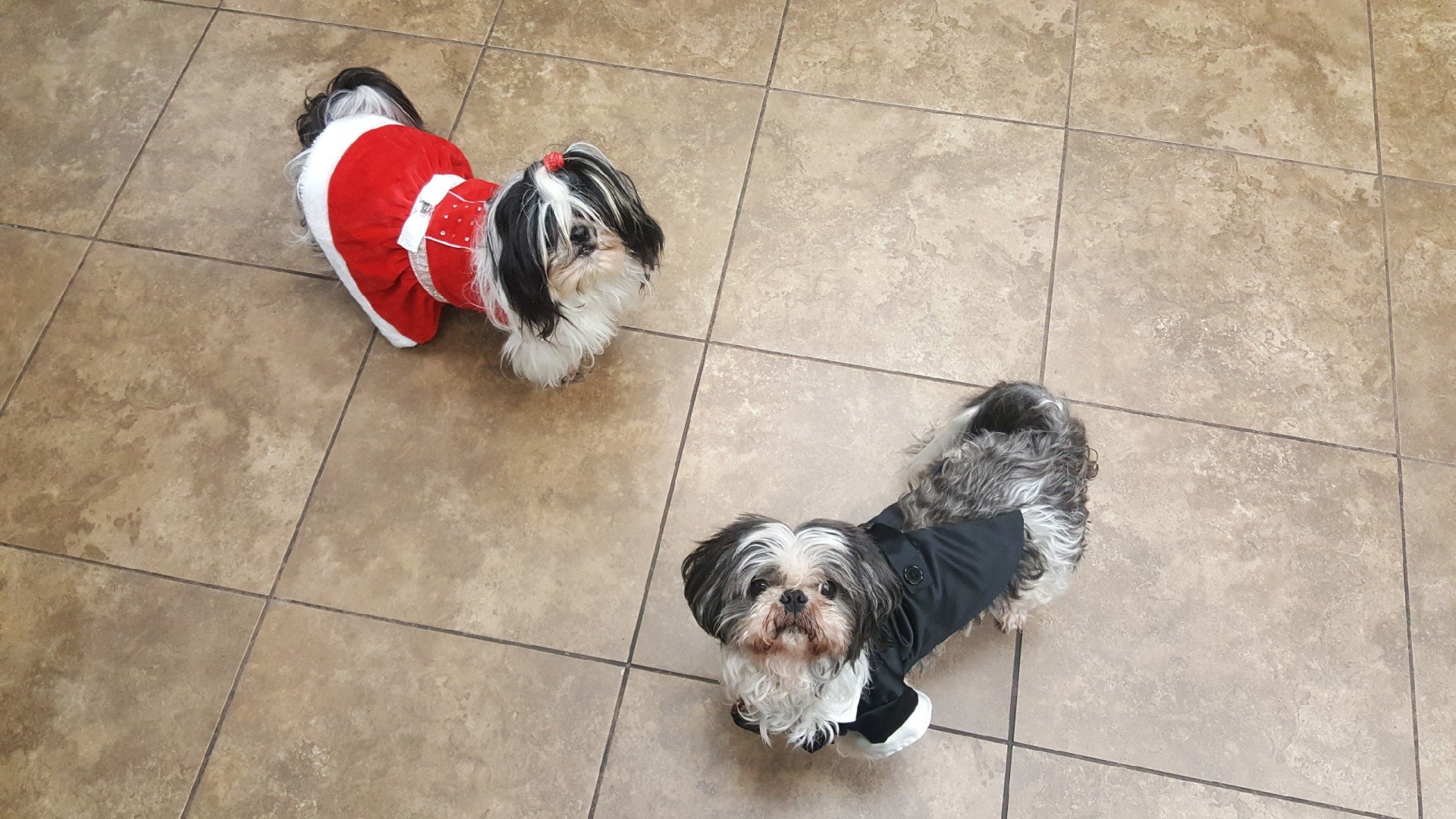 Vet in SedroWoolley, WA North Cascade Veterinary Hospital