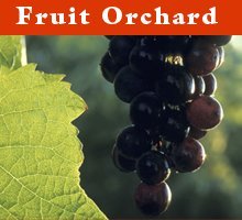 Fruit Trees - West Lafayette, IN - Annie's Orchard