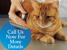 Veterinary Hospital - San Antonio, TX - Guilbeau Station Animal Hospital