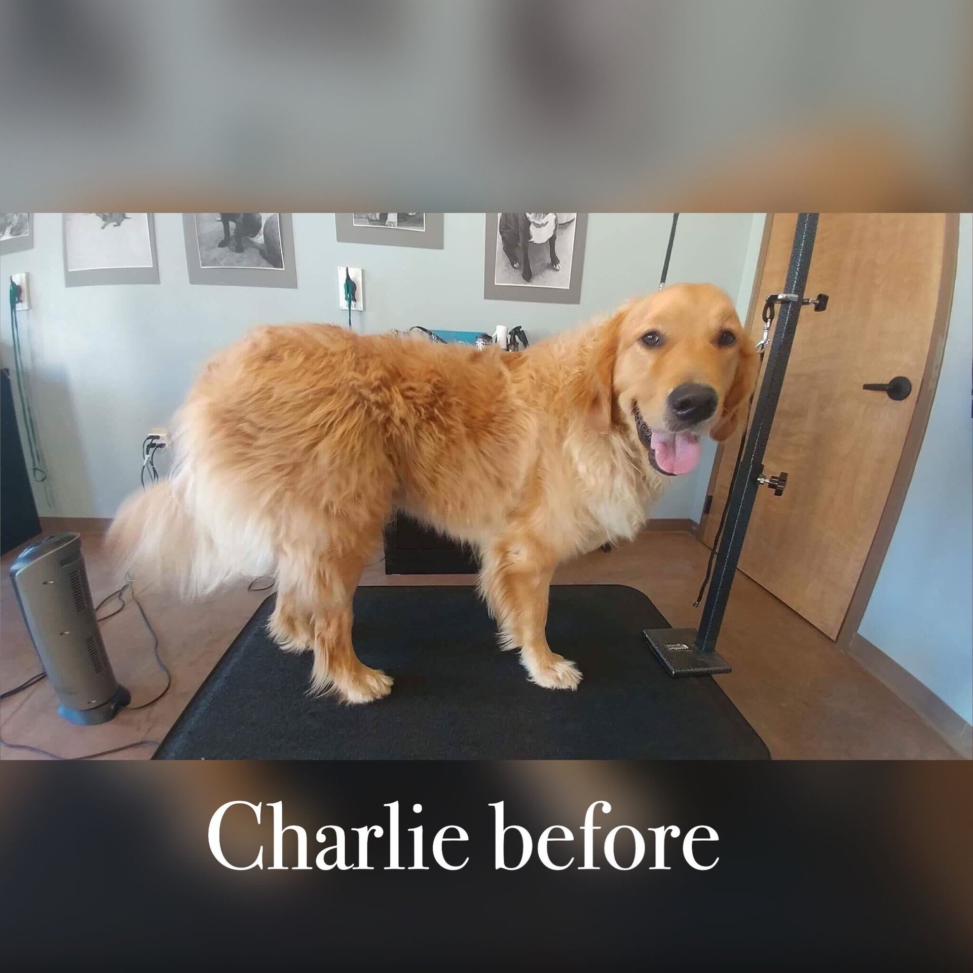 Urban Dog Day Spa Photo Gallery Miamisburg, OH