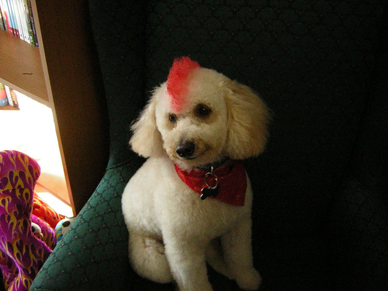 Angel Paws Pet Parlor & Supplies