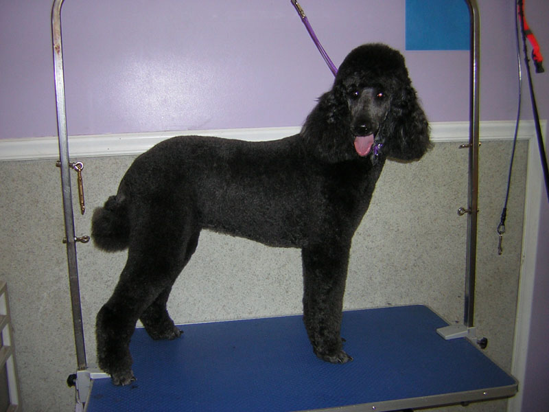 Angel Paws Pet Parlor & Supplies