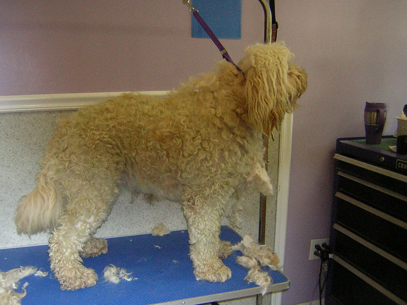 Angel Paws Pet Parlor & Supplies