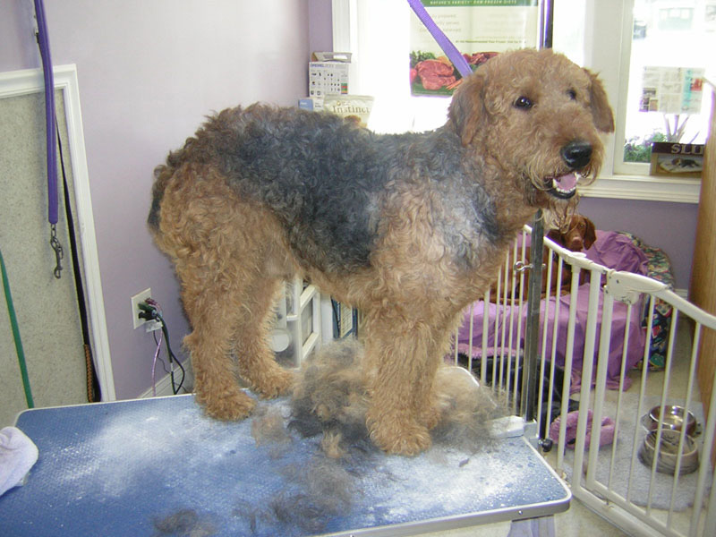 Angel Paws Pet Parlor & Supplies