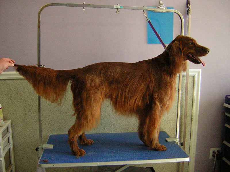 Angel Paws Pet Parlor & Supplies