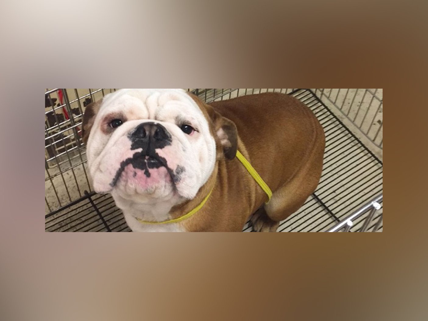 Bark Avenue Pet Salon Pet Grooming Derry, NH