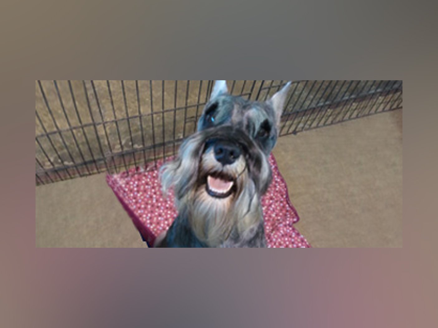 Bark Avenue Pet Salon Pet Grooming Derry, NH